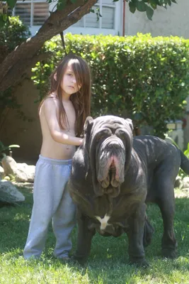 Обои с неаполитанским мастифом на http://www.hdwallcloud.com/neapolitan-mastiff-wallpapers/ | Mastim napolitano, Mastim, Bicho de estimação картинки