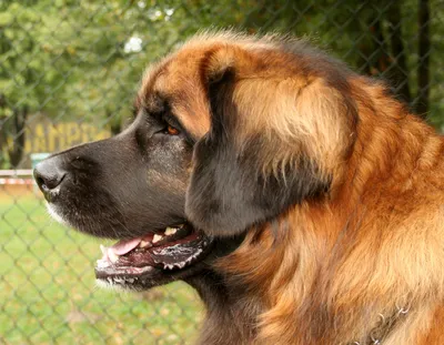 Файл:Leonberger głowa40tt.jpg — Викисклад картинки