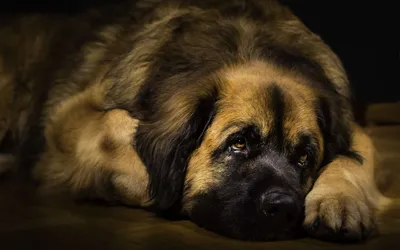 Скачать обои Leonberger, 4k, muzzle, pets, cute animals, dogs, fluffy dog, Leonberger Dog для монитора с разрешением 3840x2400. Высококачественные обои HD картинки картинки