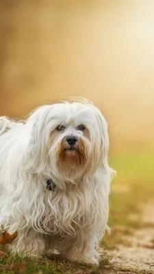 Havanese Обои - Обои Пещера картинки