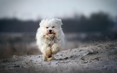 Havanese (Бег, Снег, Белый) Обои с собакой картинки