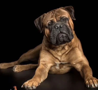 Пин на доске Bullmastiff картинки