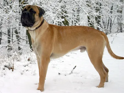 Файл:Bulmastiff Junghund 1 Jahr.jpg — Викисклад картинки