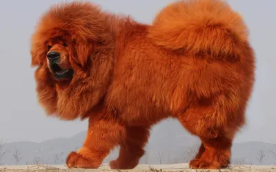 Скачать обои Tibetan Mastiff, 4k, пушистая собака, коричневый Tibetan Mastiff, pets, cute animals, dogs, funny dog, Tibetan Mastiff Dog для монитора с разрешением 3840x2400. Высококачественные обои HD картинки картинки