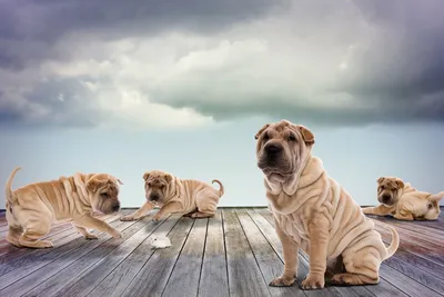 Обои для рабочего стола Shar Pei Dog 23 Лучшие бесплатные обои для рабочего стола Shar Pei Dog Hd для планшета | Шарпей, Собака обои, Животные картинки