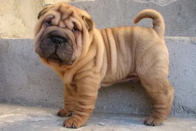 Скачать бесплатно обои Shar Pei 11 1200 X 800 stmednet [1200x800] для рабочего стола, мобильного и планшета | Исследуйте 31+ обоев Шарпей | картинки