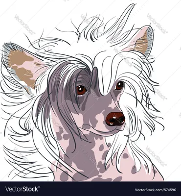 Китайская хохлатая собака Лицензионное векторное изображение - VectorStock картинки