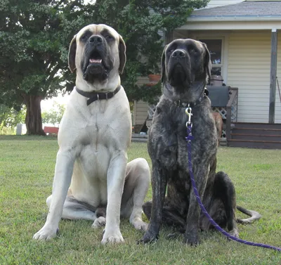 Скачать бесплатно обои English Mastiff Dog Amazing Pets [2259x2129] для рабочего стола, мобильного и планшета | Исследуйте 49+ обоев мастифа | Обои тибетского мастифа, обои французского мастифа, обои английского мастифа картинки