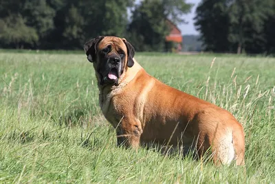 Файл:Mastiff — English Mastiff.jpg — Wikimedia Commons картинки