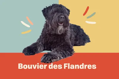 Информация о породе собак Bouvier des Flandres и характеристики » вики полезно Ежедневные лапы картинки