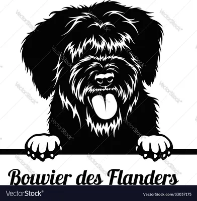 Подглядывающая собака - порода bouvier des flanders - векторное изображение головы картинки