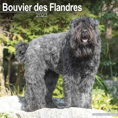 Календарь Bouvier Des Flandres 2023 картинки