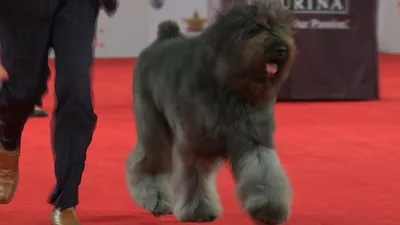 Bouvier des Flandres, выставка собак в Беверли-Хиллз 2020, пастушья группа | Эн-би-си Спорт картинки