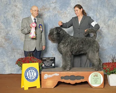 Продажа щенков Bouvier Des Flandres - AKC PuppyFinder картинки