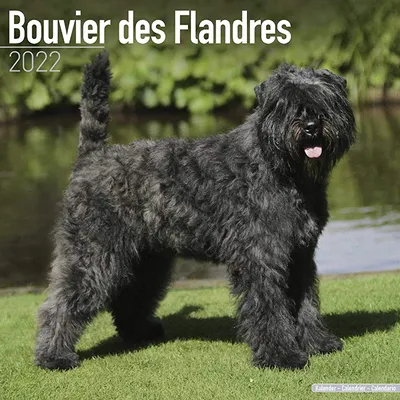 Календарь Bouvier - Bouvier Des Flandres - Календари пород собак - Настенные календари на 2021 - 2022 годы - 16 месяцев от Avonside - MegaCalendars | 9781839411410 | Amazon.com.au | Книги картинки