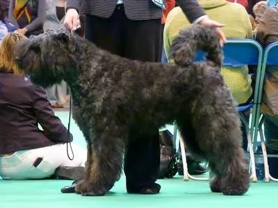 Crufts 2013 - Бувье де Фландр, собака последипломного образования | Flickr картинки