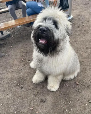 Dogspotting 🐶📸 в Твиттере: \ картинки