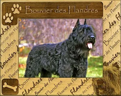 Рамка для собаки с гравировкой - Bouvier des Flandres - Northcoastpets.com картинки