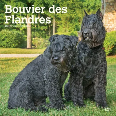 Bouvier des Flandres 2020 Ежемесячный квадратный настенный календарь размером 12 x 12 дюймов, животные породы собак: BrownTrout Publishers Inc., редакционная группа BrownTrout Publishers, команда дизайнеров BrownTrout Publishers, команда дизайнеров BrownTrout Publishers: 9781975414641: Amazon.com: Books картинки