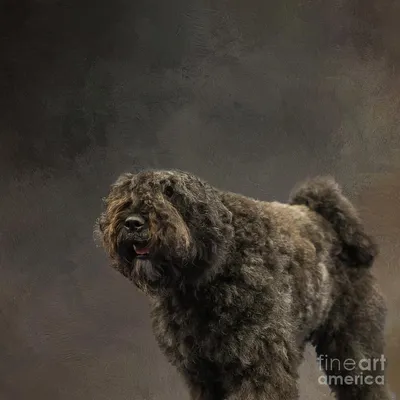 Bouvier Des Flandres-2 Фотография Евы Лехнер - Fine Art America картинки