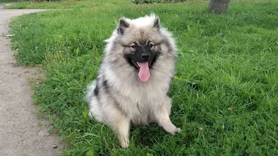 Keeshond HD обои и Hintergründe картинки