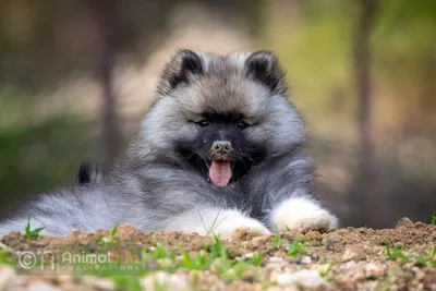 Кеесхонд Фотогалерея - Премиум изображения пород собак - Canine Animalinfo картинки