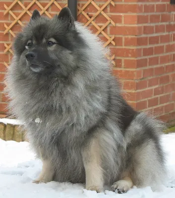 Файл:Keeshond image 001.jpg — Википедия картинки