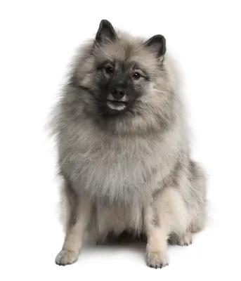 Keeshond Определение и Bedeutung | Коллинз Вертербух картинки