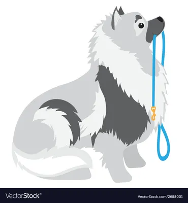 Поводок Keeshond роялти бесплатно векторное изображение - VectorStock картинки