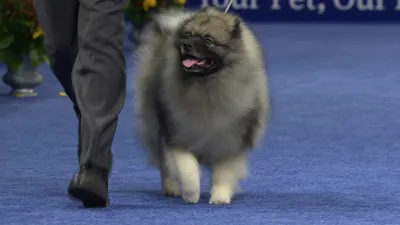 Keeshond, Национальная выставка собак 2019, Неспортивная группа | Эн-би-си Спорт картинки