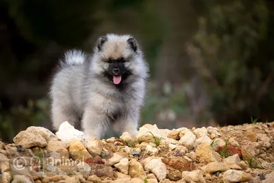 Кеесхонд Фотогалерея - Премиум изображения пород собак - Canine Animalinfo картинки