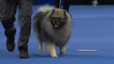 Keeshond, Национальная выставка собак 2020, Неспортивная группа | Эн-би-си Спорт картинки