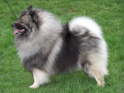 Keeshond Обои - Обои Пещера картинки