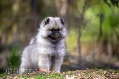 Кеесхонд Фотогалерея - Премиум изображения пород собак - Canine Animalinfo картинки