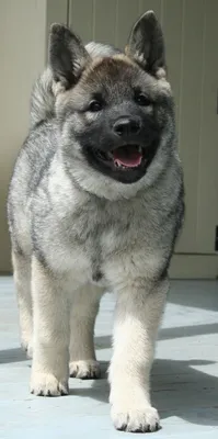 Elkhound NZ Zephyr, наша 11-недельная норвежская лосиная гончая | Щенки элкхаунда, Норвежский элкхаунд, Красивые собаки картинки