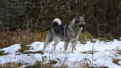 Лейф - кобель норвежского элкхаунда - принадлежит Kamia Kennels картинки