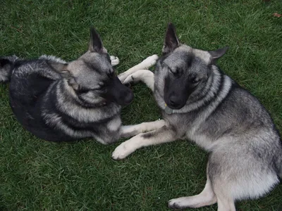 Серый норвежский элкхаунд - Nordic Hunting Dogs - Dogs Norway картинки