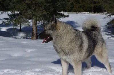 Лейф - кобель норвежского элкхаунда - принадлежит Kamia Kennels картинки