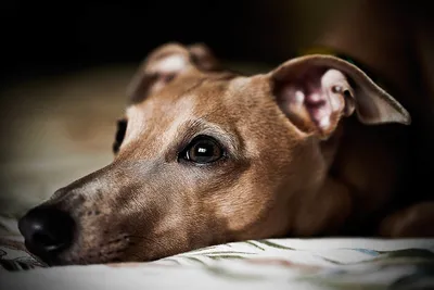 Фото Собаки Greyhound Взгляд Животные картинки