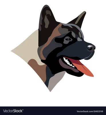 Американская собака акита роялти бесплатно векторное изображение - VectorStock картинки