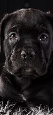 1125x2436 Cane Corso Dog Puppy 4k HD Iphone XS,Iphone 10,Iphone X HD 4k обои, изображения, фоны, фото и картинки картинки