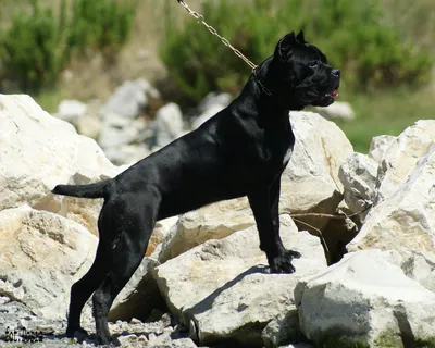 Храбрая собака корсо - фото и обои. Красивое изображение "Храбрый корсо" на рабочий стол картинки