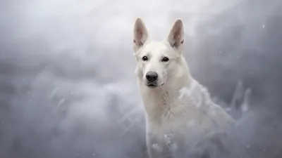 Белая швейцарская овчарка на белом фоне HD Dog Wallpapers | HD-обои | ID № 66893 картинки