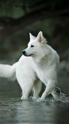 Пин от пользователя Alma на доске Lobos , dingos, coyotes y chacales♥ | Белая хаски, Собаки, Волчья собака картинки