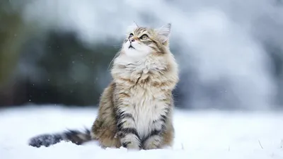 Мейн Кун (Сидит, Снег, Пушистый) HD Cat Wallpaper картинки