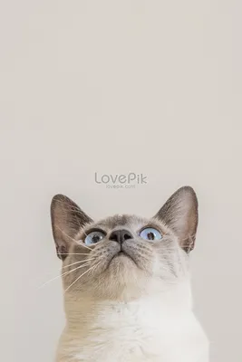 сиамская кошка фото и HD фото | Скачать бесплатно на Lovepik картинки