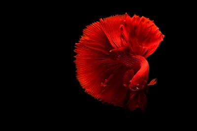 Siamese Fighting Fish 4k, HD Animals, 4k Wallpapers, Images, Backgrounds, Photos and Pictures картинки