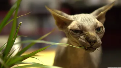 Обои для рабочего стола Sphynx Cat Ultra HD для 4K UHD TV: широкоэкранный \ u0026 UltraWide Desktop \ u0026 портативный компьютер: планшет: смартфон картинки