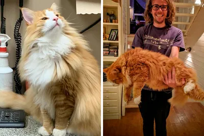 38 фотографий пушистой и величественной стороны норвежских лесных кошек | Скучающая панда картинки