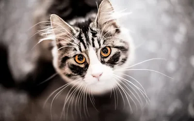 Американская короткошерстная (лицо, глаза, усы) HD Cat Wallpaper картинки